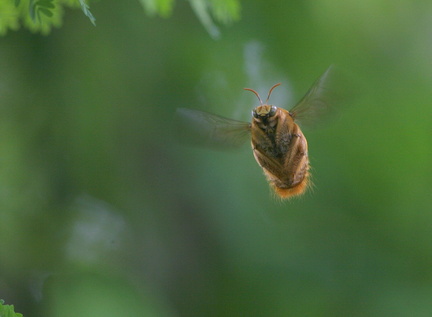 	Xylocopa mordax mâle	