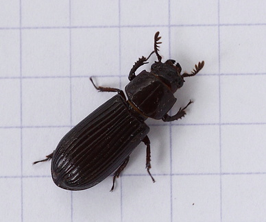 	Spasalus crenatus	