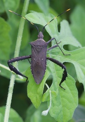 	Leptoglossus gonagra