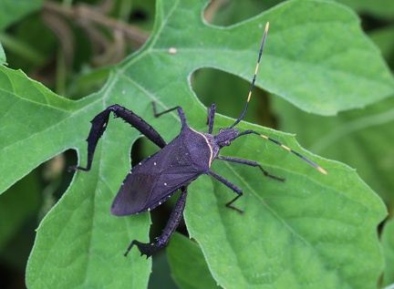 	Leptoglossus gonagra