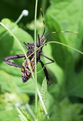 	Leptoglossus gonagra