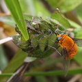 	Heterostylum sp.	