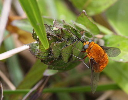 	Heterostylum sp.	