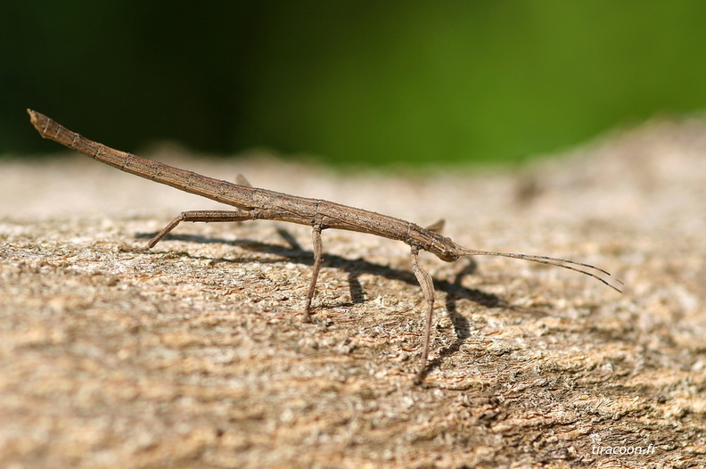 	Lamponius guerini