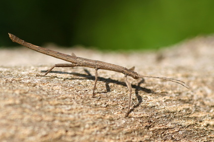 	Lamponius guerini