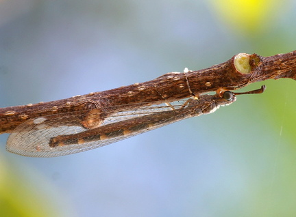 	Glenurus heteropteryx 