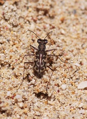 	Cicindelidia trifasciata