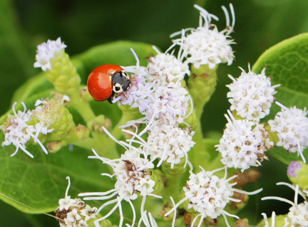 	Cycloneda sanguinea	