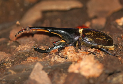 	Dynastes hercules	