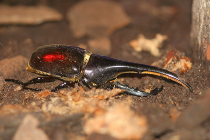 	Dynastes hercules