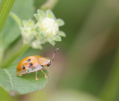 	Charidotella sexpunctata	