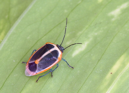 Roferta marginalis