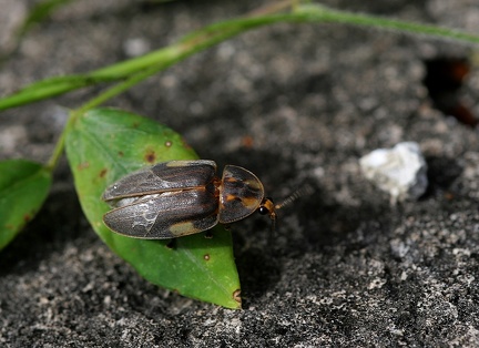 	Aspisoma ignitum