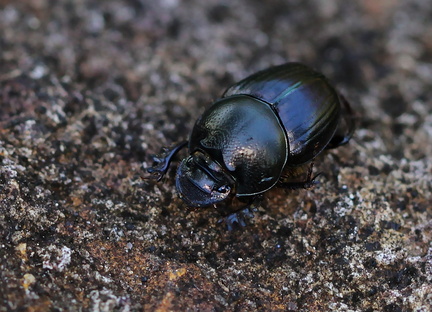 	Digitonthophagus gazella	