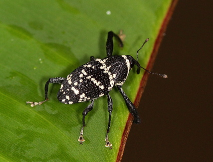 	Macromerus lanipes	