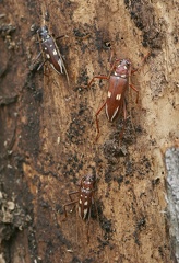 	Eburia decemmaculata