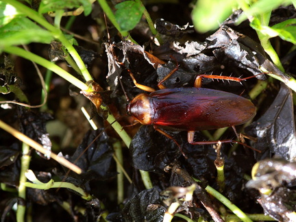 	Periplaneta americana