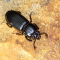 	Passalus unicornis