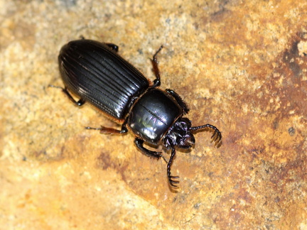 	Passalus unicornis