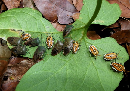 	Piezosternum subulatum