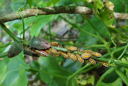 	Piezosternum subulatum