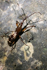 	Rhaphidorrhynchus sp.