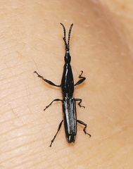 	Brentus anchorago