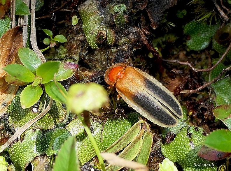 	Photinus discoideus