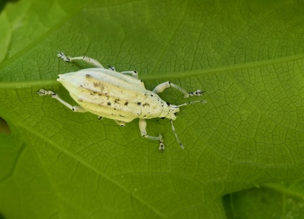 	Oxyderces cretaceus 