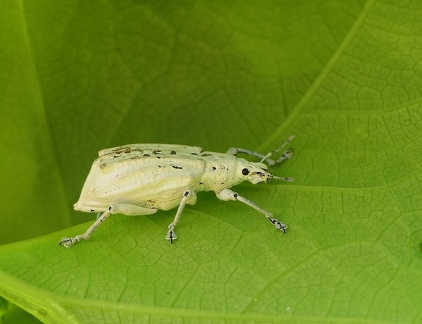 	Oxyderces cretaceus 