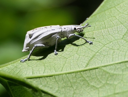 	Oxyderces cretaceus 