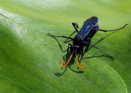 	Pepsis ruficornis