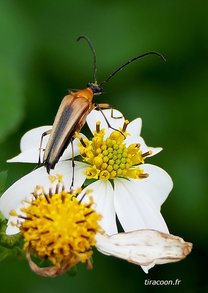 	Strangalia bonfilsi