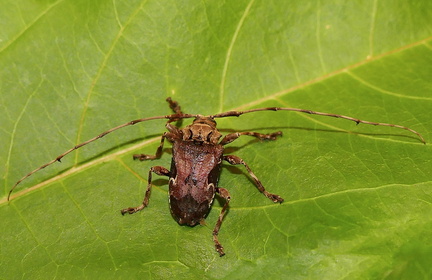 	Lagocheirus araneiformis guadeloupensis	