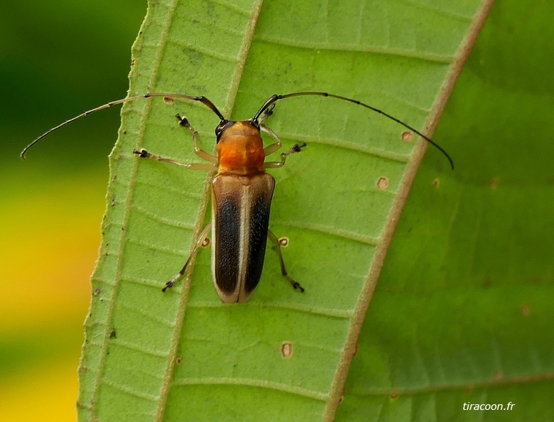 	Adesmus nigriventris