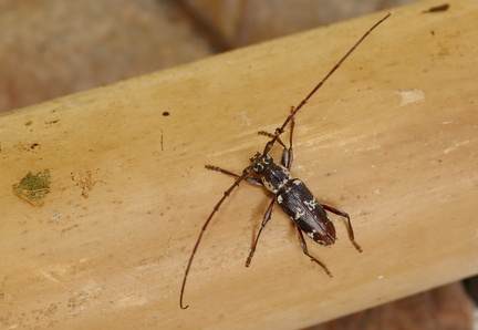 	Elaphidion irroratum irroratum	