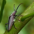 	Solenoptera sulcicollis