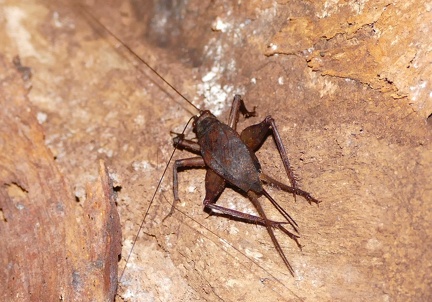 	Paragryllus martini	