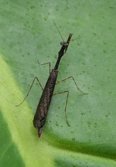 	Oligonyx insularis