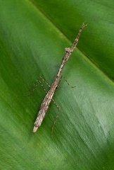 	Oligonyx insularis