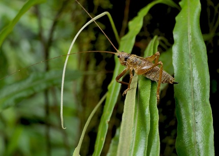 	Nesonotus reticulatus