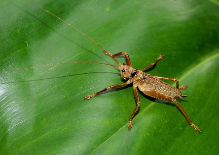 	Nesonotus reticulatus