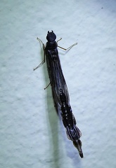 	Atractocerus brasiliensis 