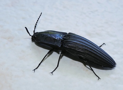 	Chalcolepidius obscurus