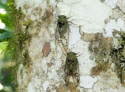 	Fidicina mannifera