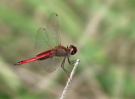 	Tramea abdominalis mâle	