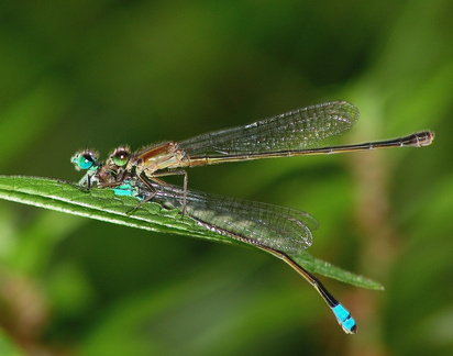 	Ischnura ramburii	