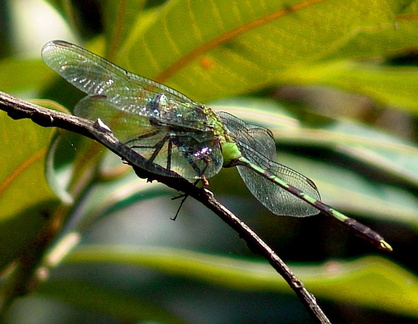 	Erythemis vesiculosa	