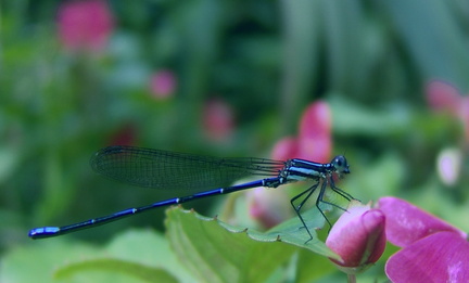 	Argia concinna mâle	