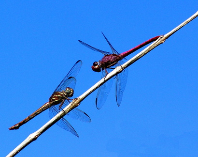 	Orthemis macrostigma	